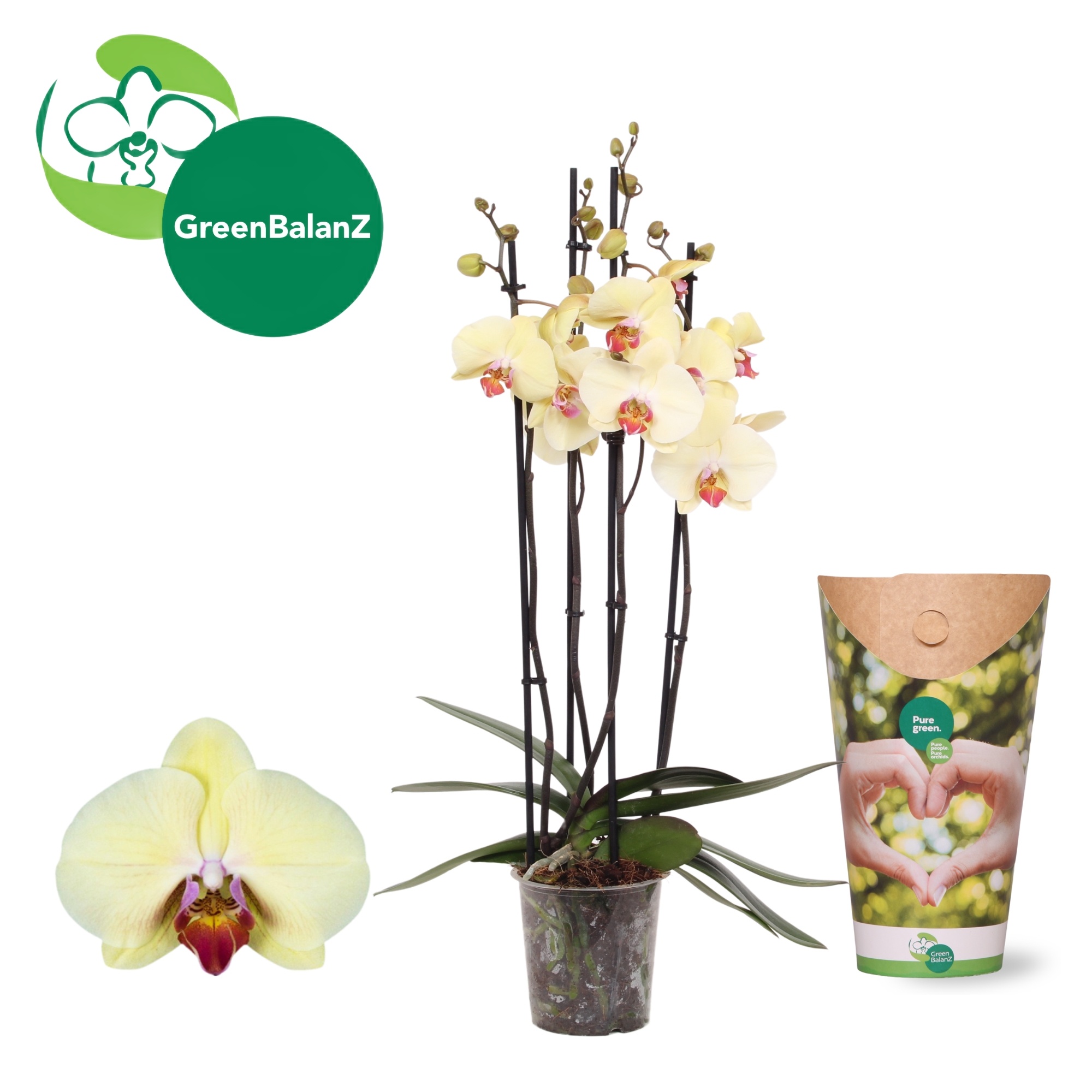 ColorZ - Desert Breeze 4 tak in Potcover, D 12