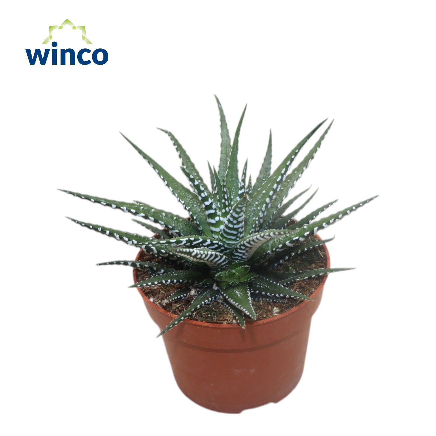 Haworthia Fasciata Big Band, D 10,5