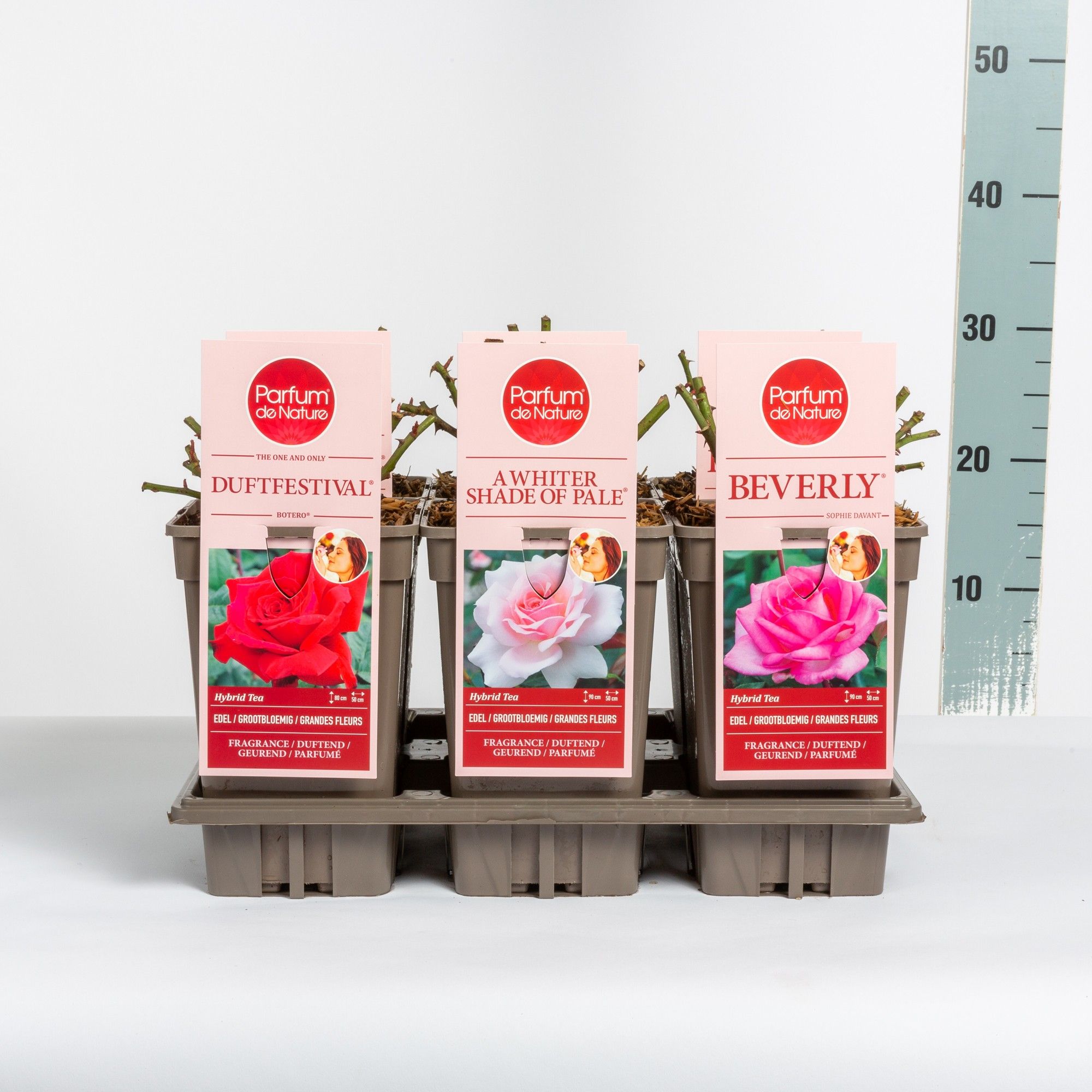 Rosa Parfum de Nature mix, C3, D 17 cm