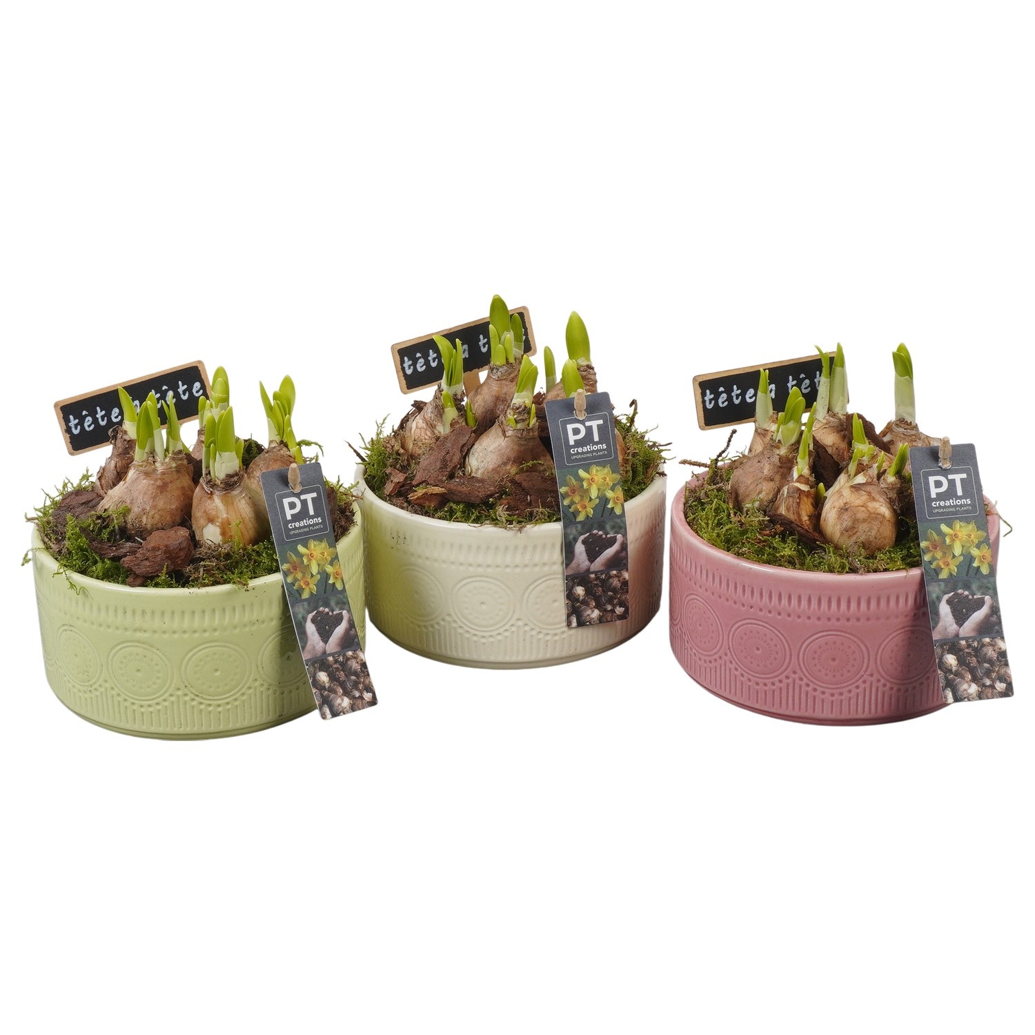 PTN8720 Arrangement Narcissus in keramiek pot, D 15