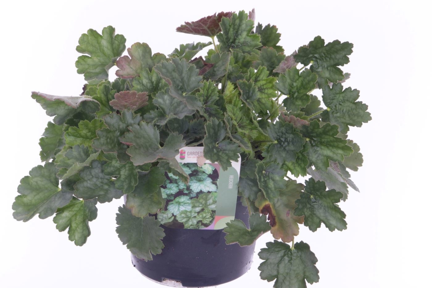 Heuchera amer. Dale's Strain, D 13