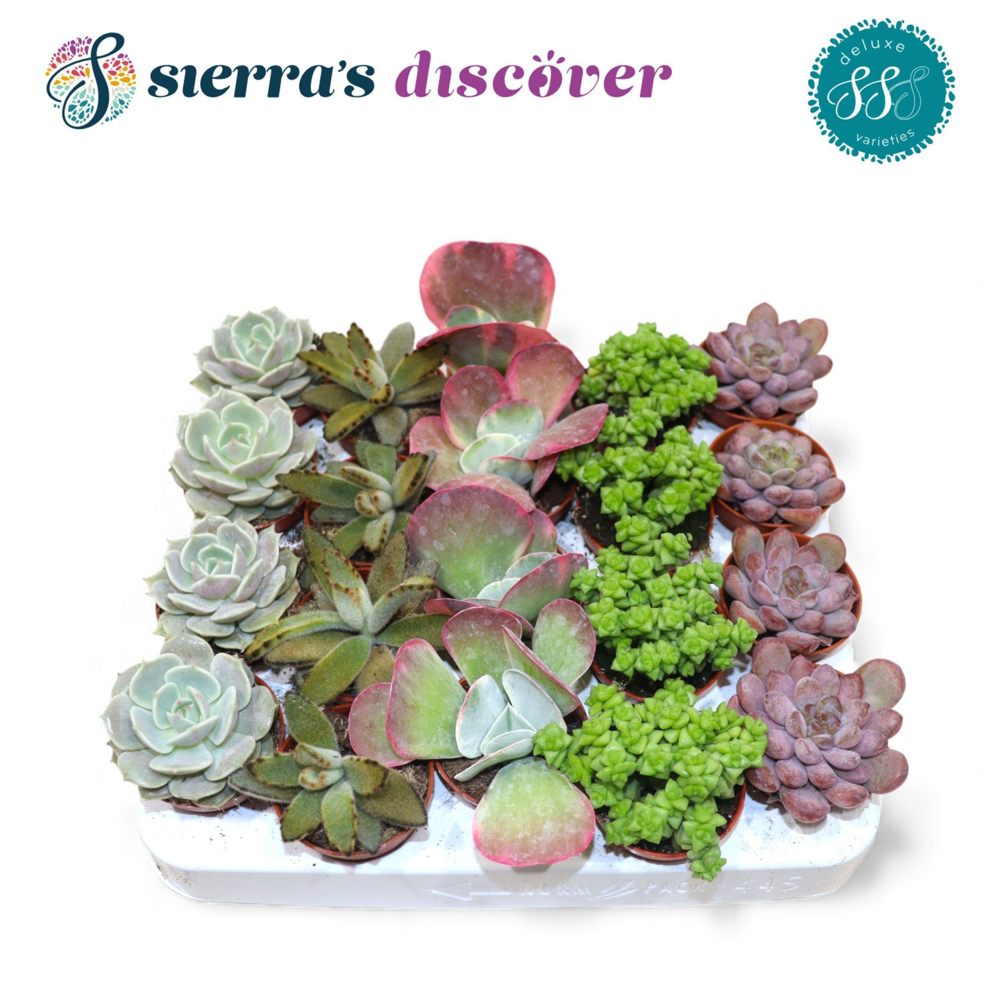 Discover® - Sevilla Succulents Mix (Deluxe), D 5,5