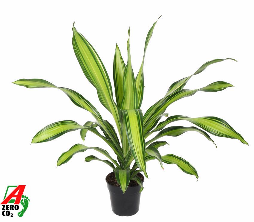 Dracaena Charley kopstek P21, D 21