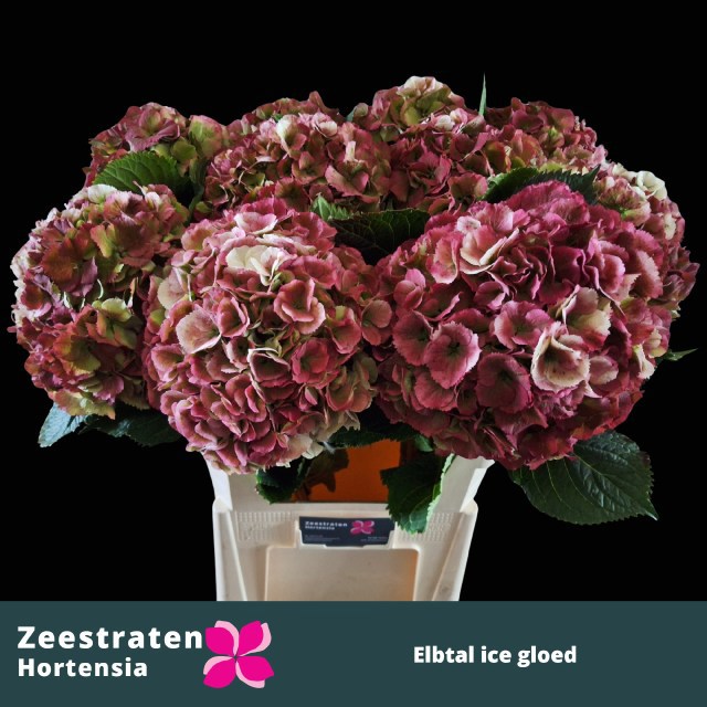 Гортензия Элбтал Классик 80 (зелено-красн.), шт.