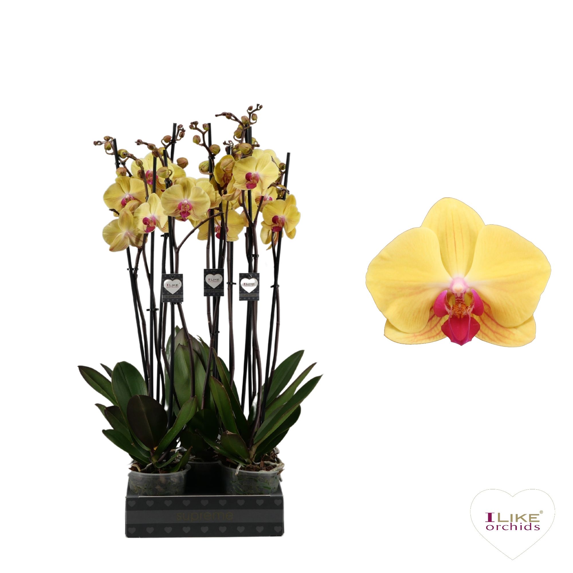 Phalaenopsis Goldion - 2 tak 80cm, D 12