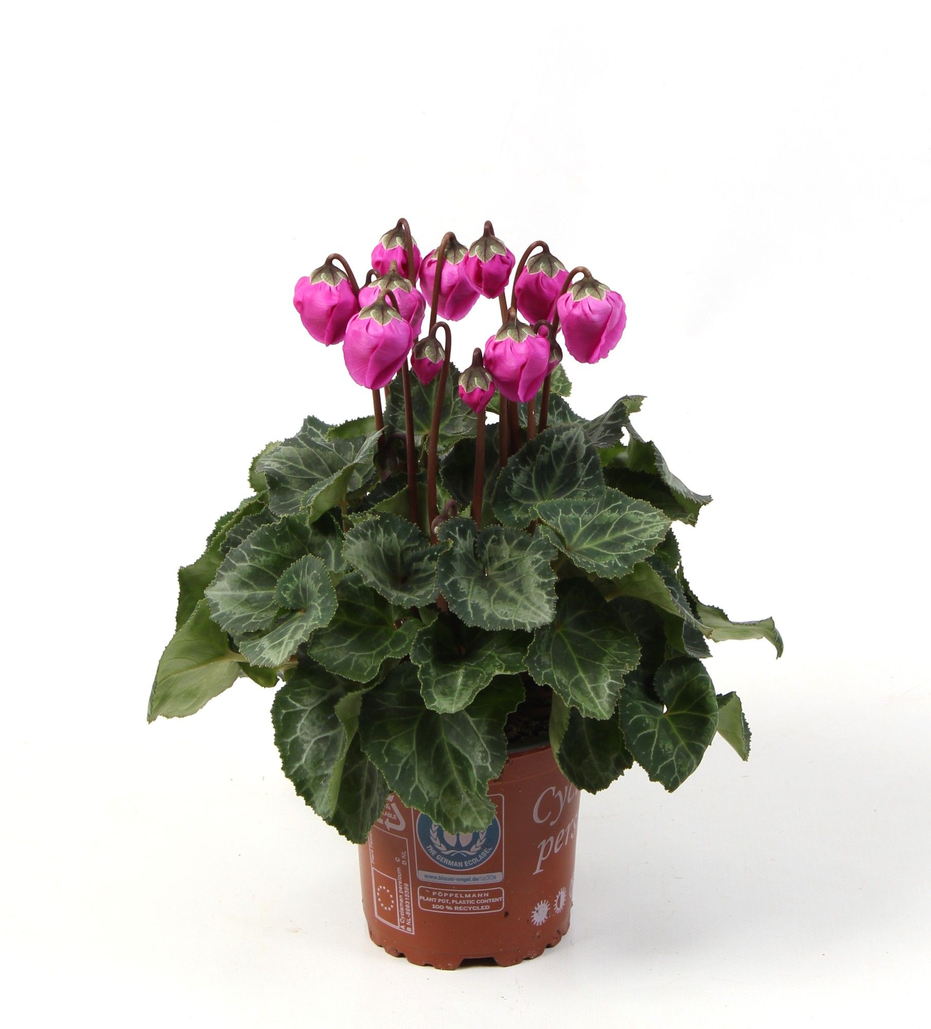 Cyclamen Windbell Purple, D 10,5 cm Cyclamen Windbell Purple, D 10,5 cm