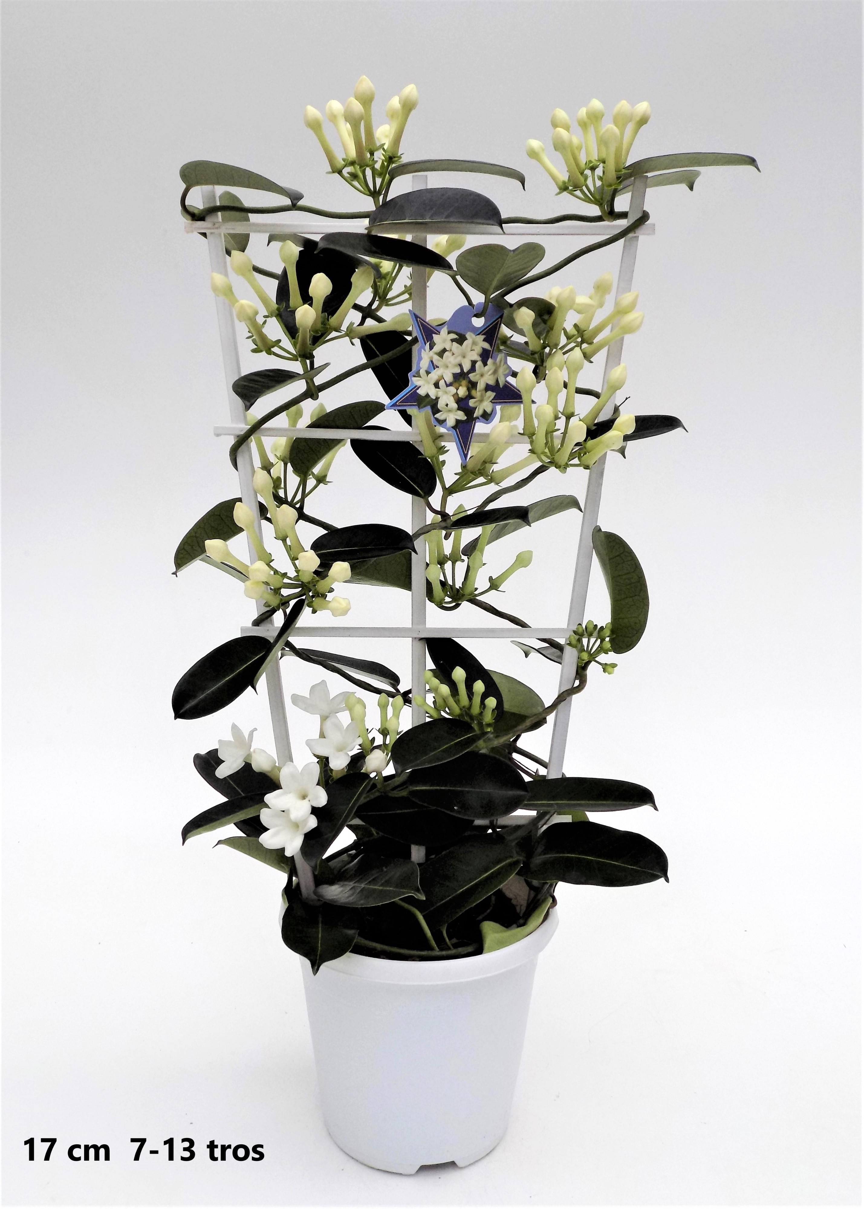 Stephanotis Grande 17cm 7-13, D 17