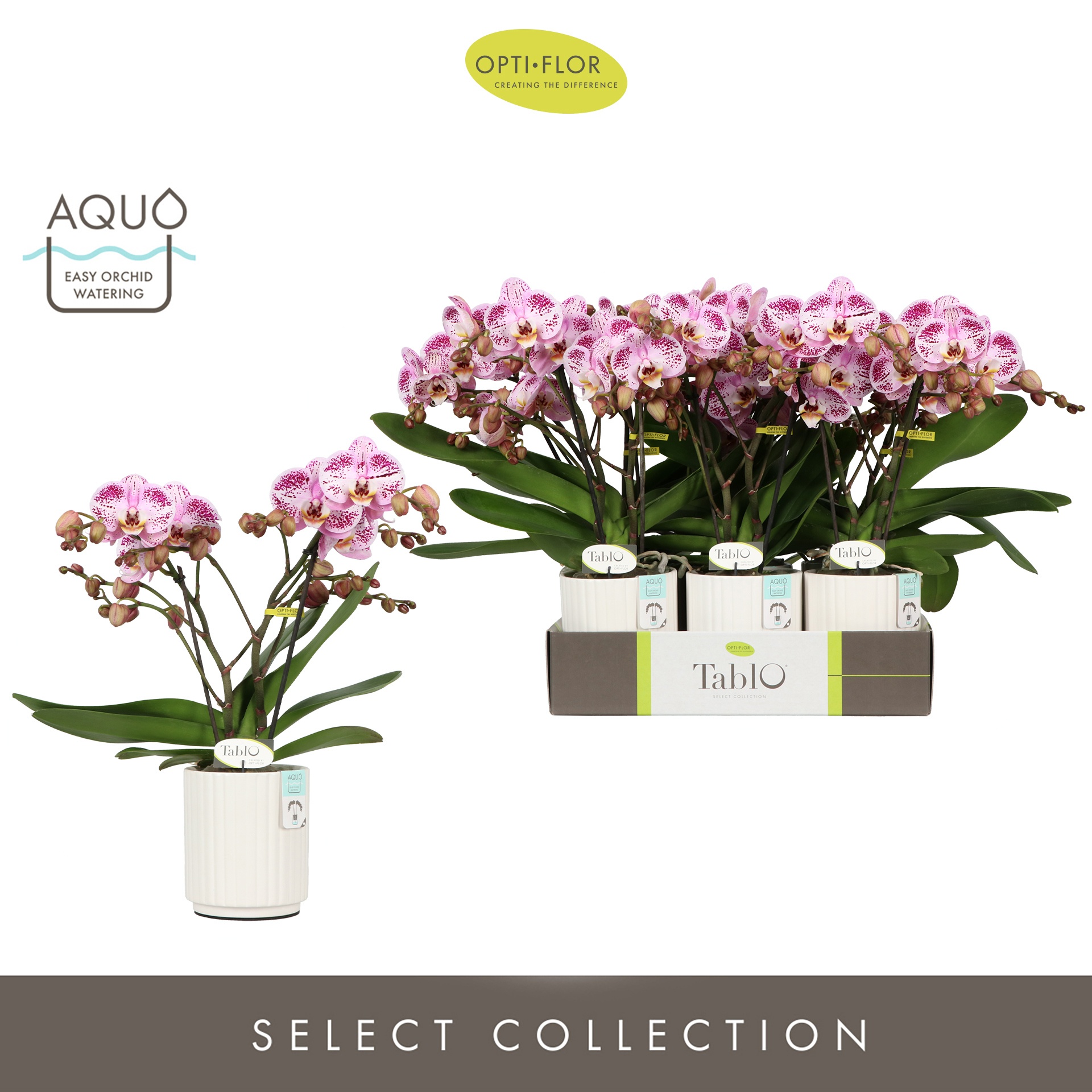 Tablo Bellini 2 spike in Molise White Aquo, D 12 cm