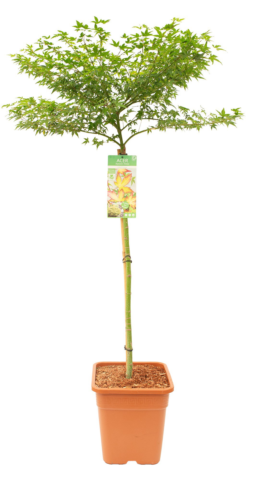 Acer palm. 'Little Princess' VK18 halfstam, D 32 cm