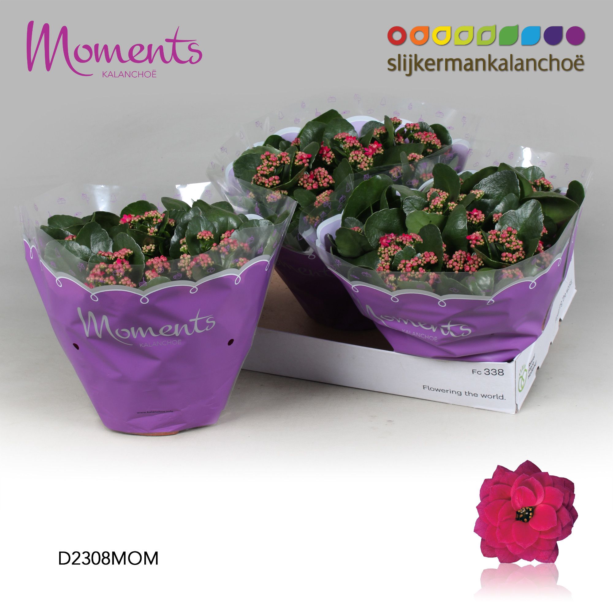 Kalanchoe Moments - Purple, D 23