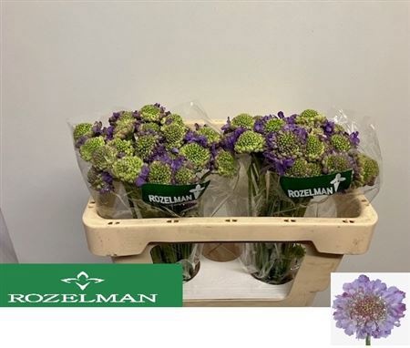 Скабиоза Лавендер Скуп 50, шт.