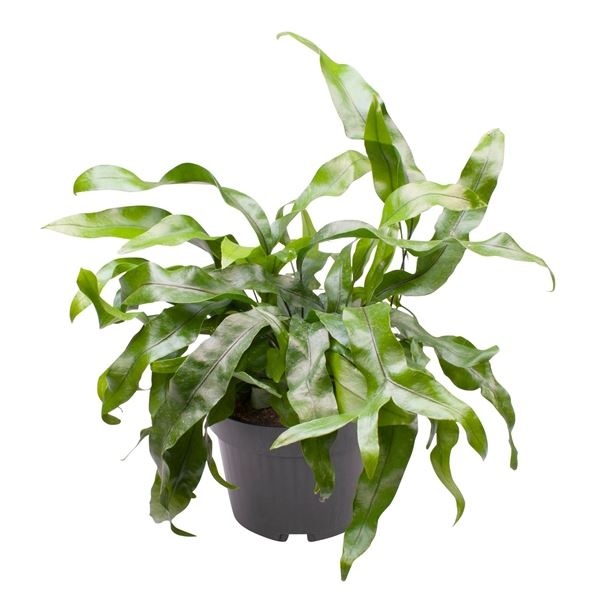 Microsorum Pteropus� 12 cm, D 12 cm