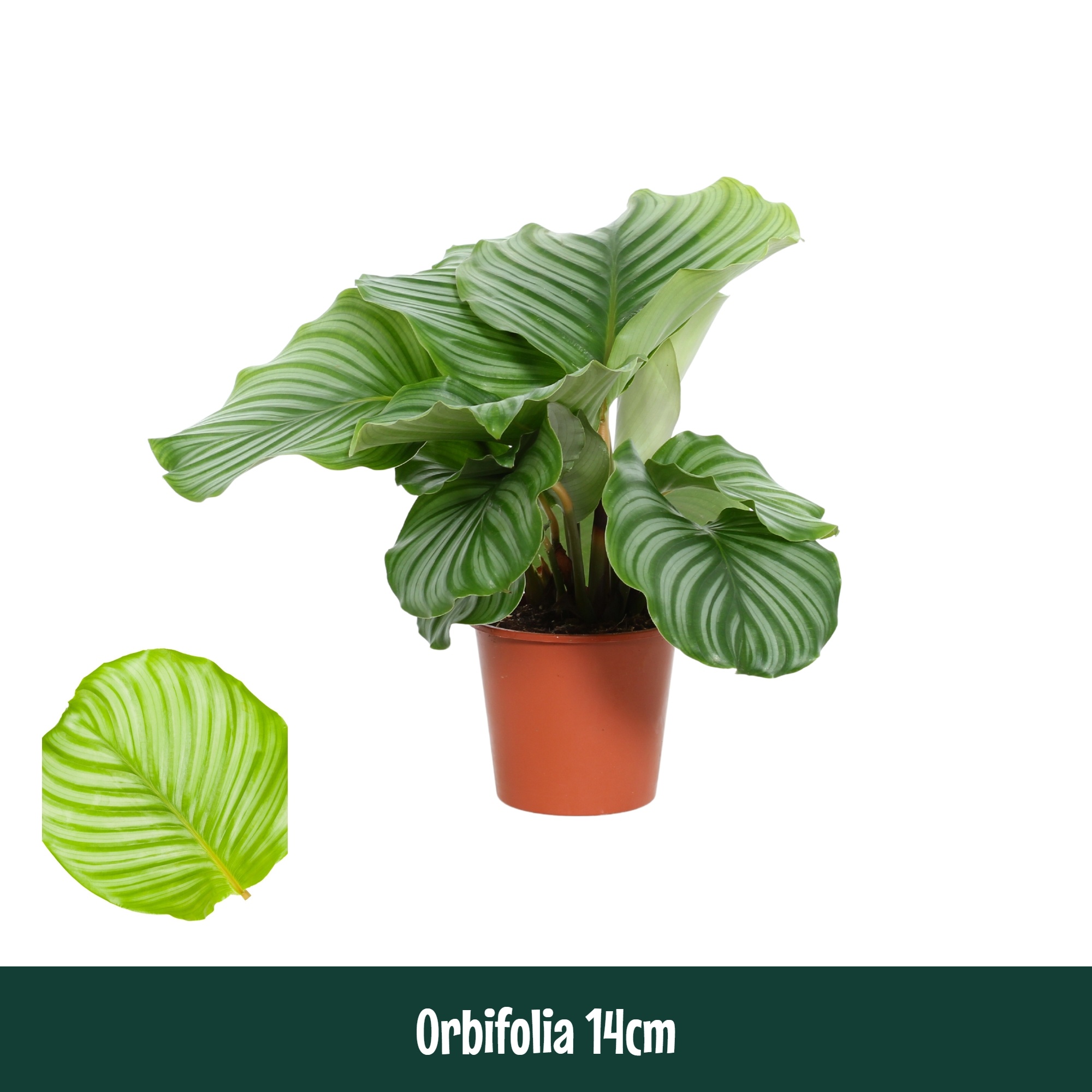 Calathea 14cm Orbifolia - Living, D 14