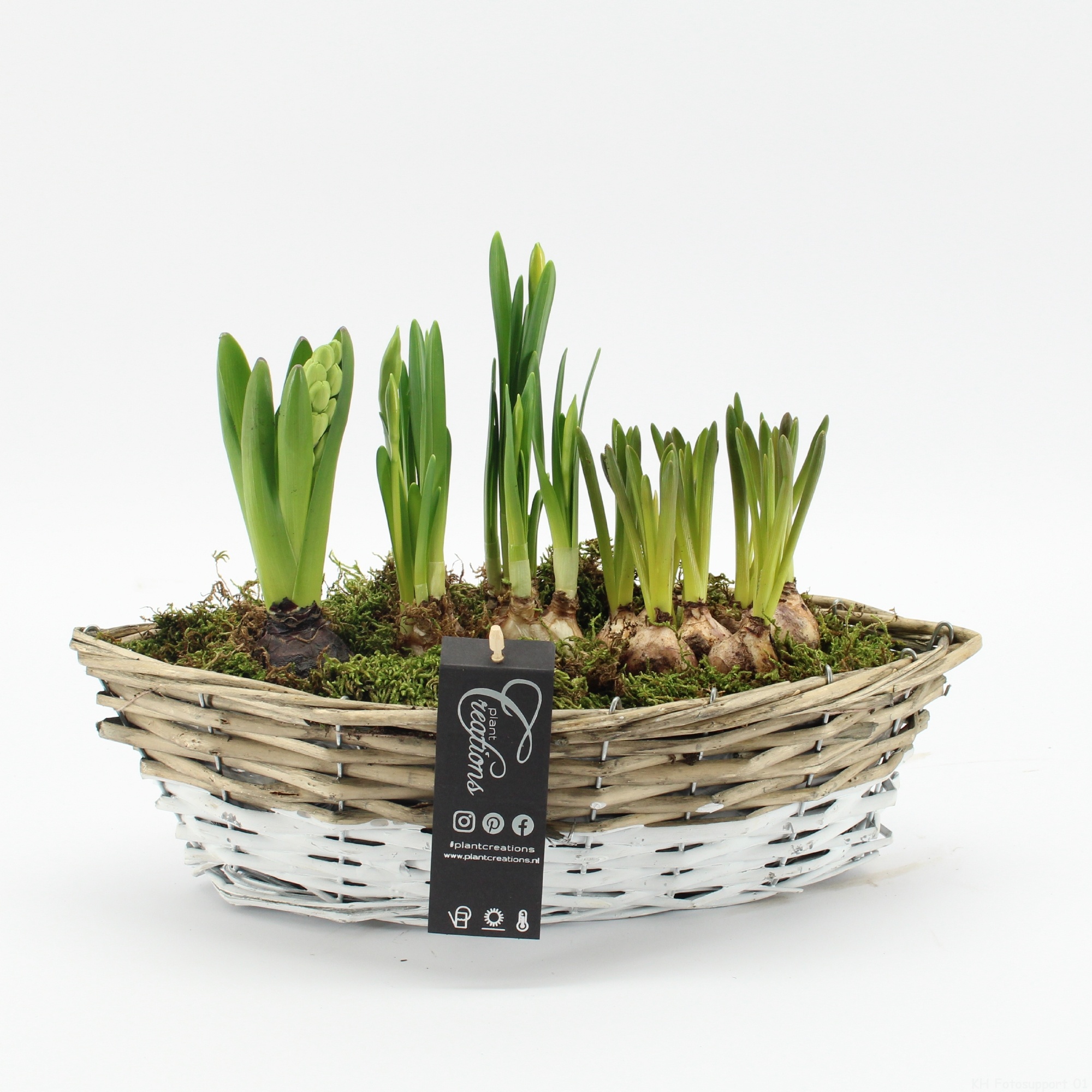 BLCR-2610 Bulbs creations, D 35 cm