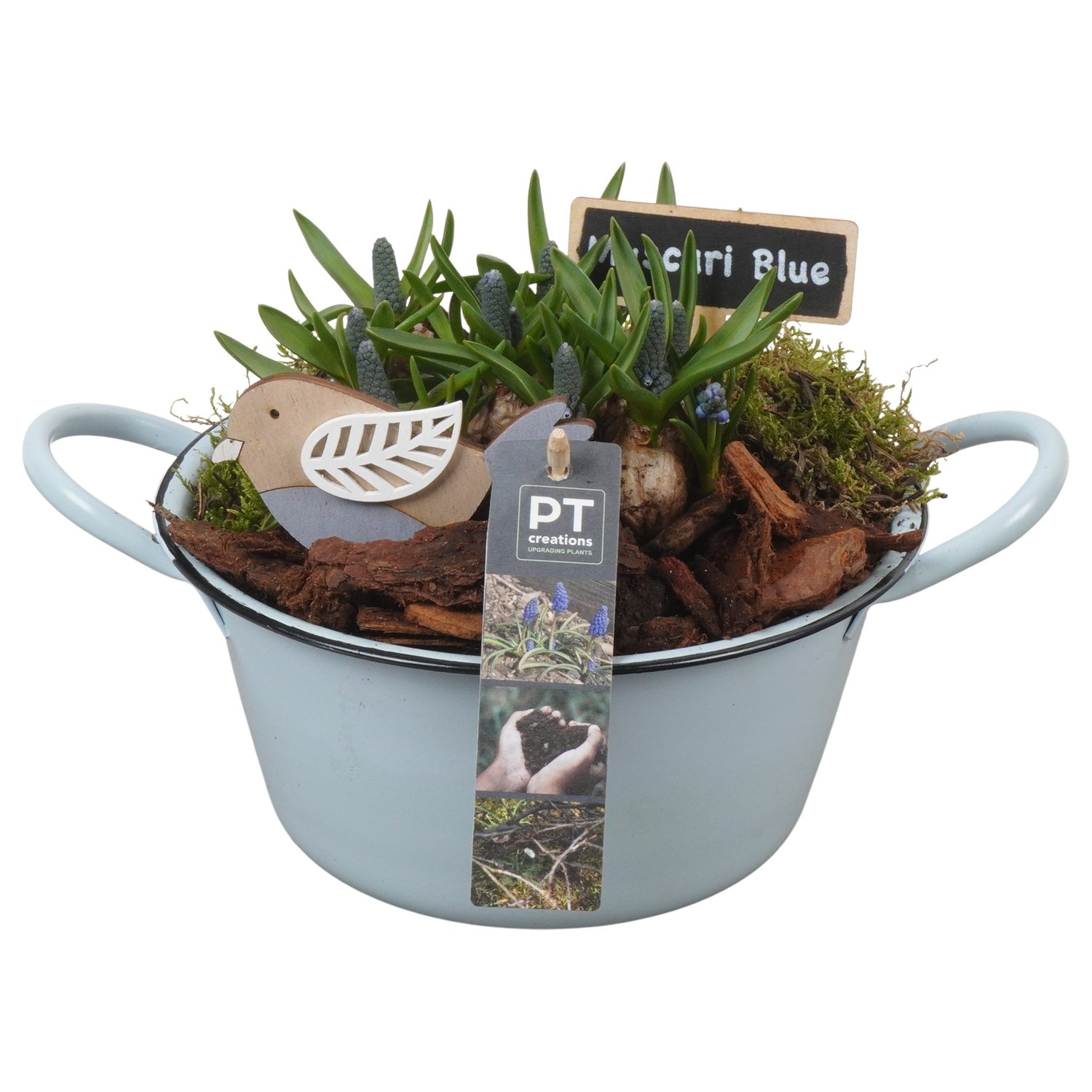 PTMB6122 Arrangement Muscari Blue in zink schaal, D 19