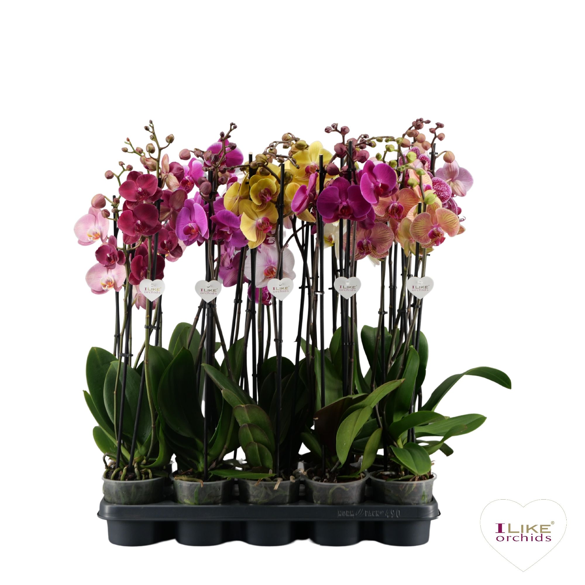 Phalaenopsis donkere mix - 3 tak 80cm, D 12 cm
