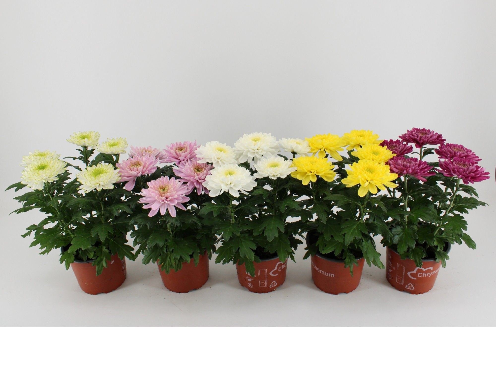 Chrysant Zembla Gemengd, D 15