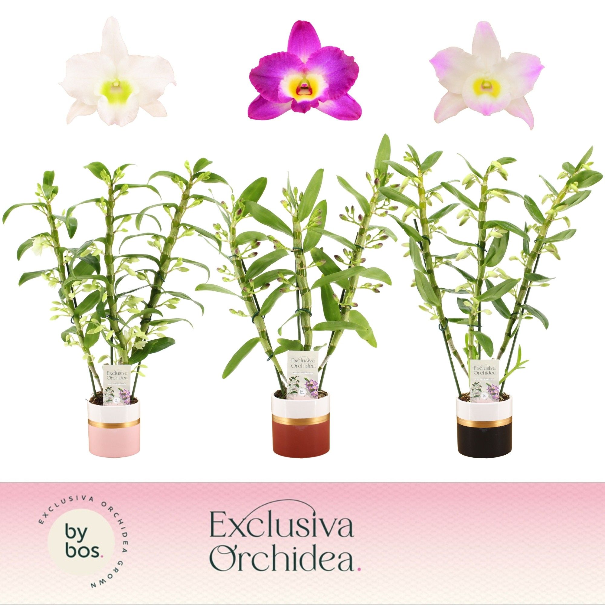 Dendrobium Nobilé, Mix 3-spike in Dolomite Horizon 'Exclusiva Orchidea', D 12