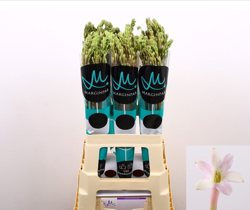 Полиантус Эльза Блаш 70, шт.