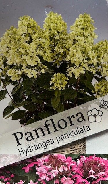Hydrangea pan. 'Panflora' P29, D 29