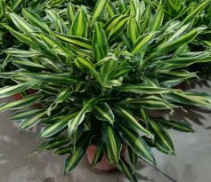 Драцена Голден Харт Скрев Айрон 32 110