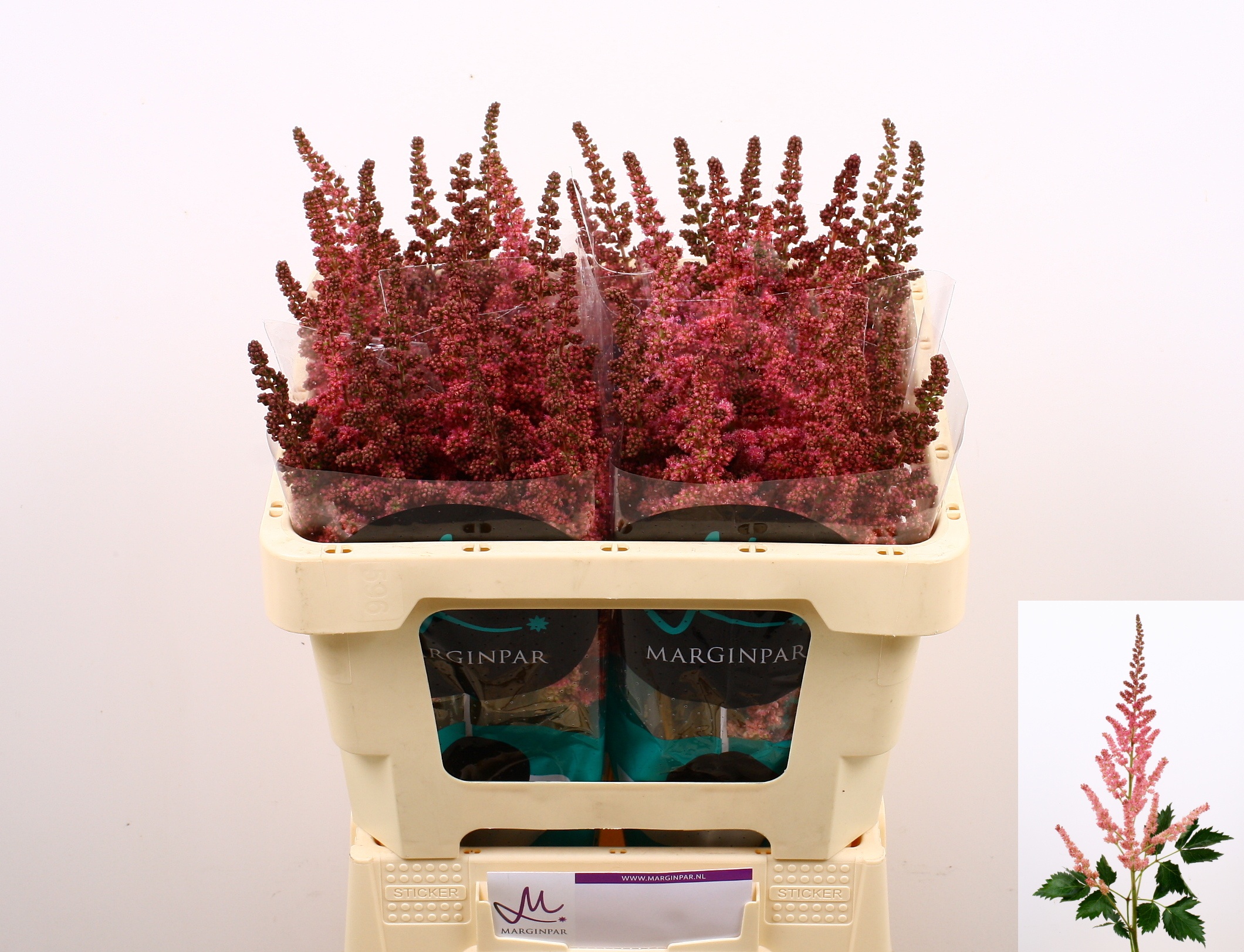 Астильба Вижн Ин Пинк 55, шт. Астильба Вижн Ин Пинк 55, шт.