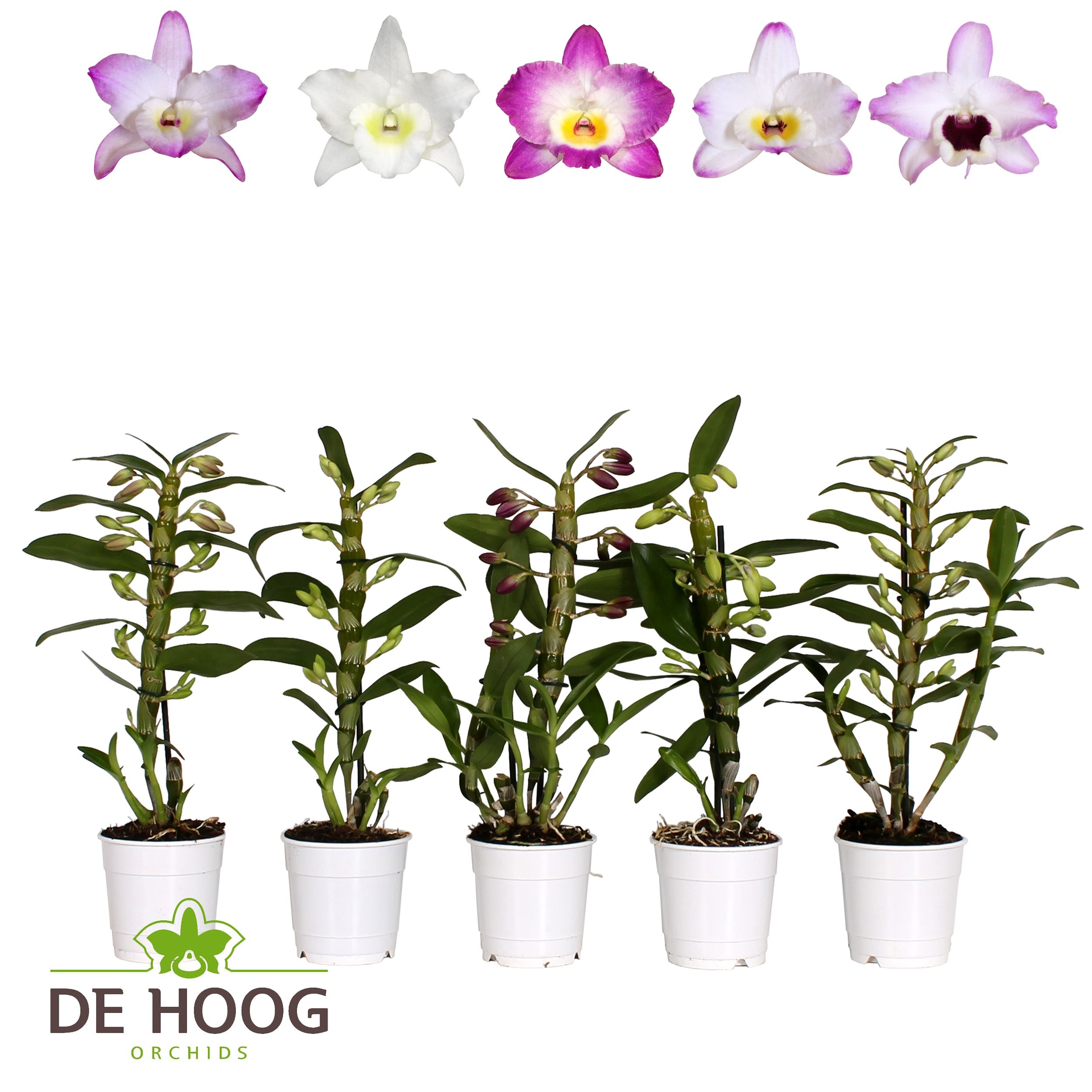Dendrobium Nobile Mix 1 stam 5+ tros De Hoog, D 12