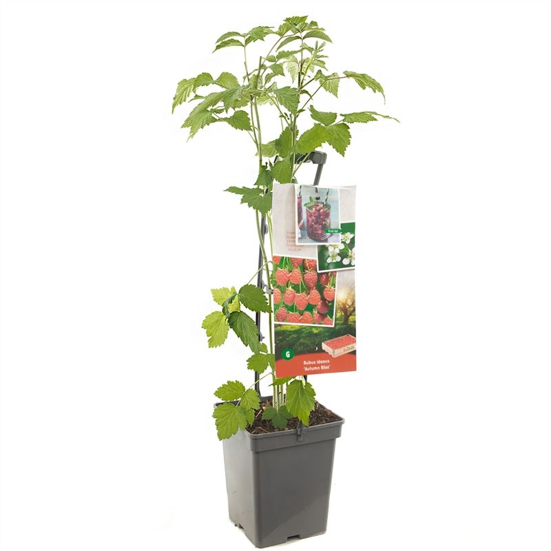 Rubus id. Autumn Bliss - draagbeuge Herfstframboos, D 18