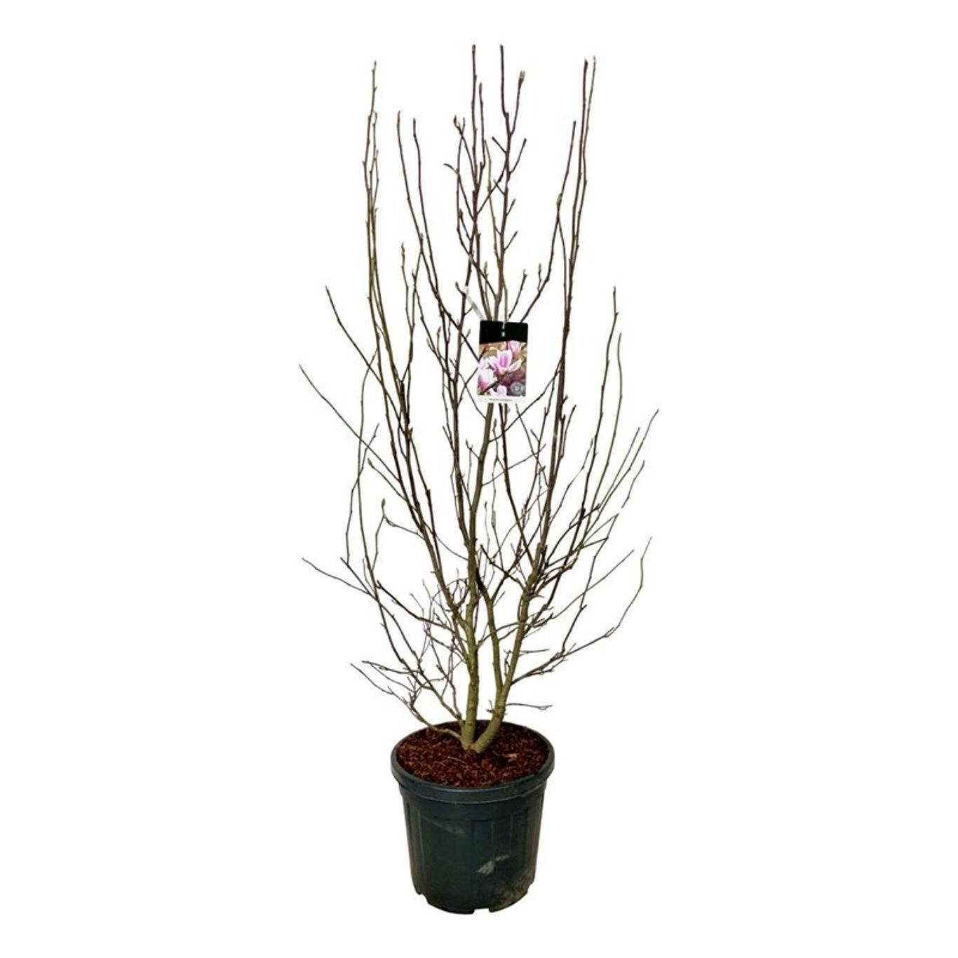 Magnolia soulangeana, D 50