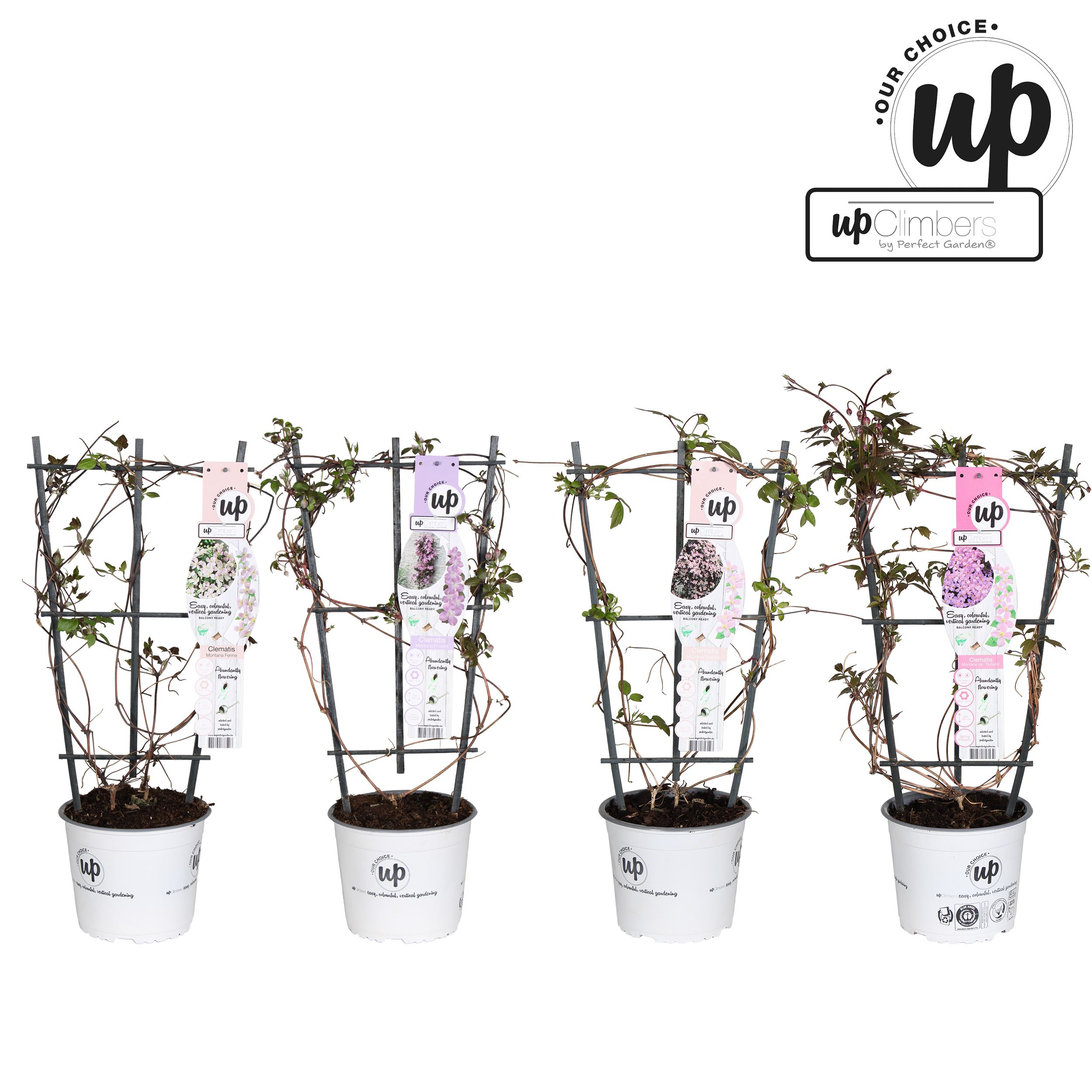 Clematis Montana Our Choice mix laag P19, D 19