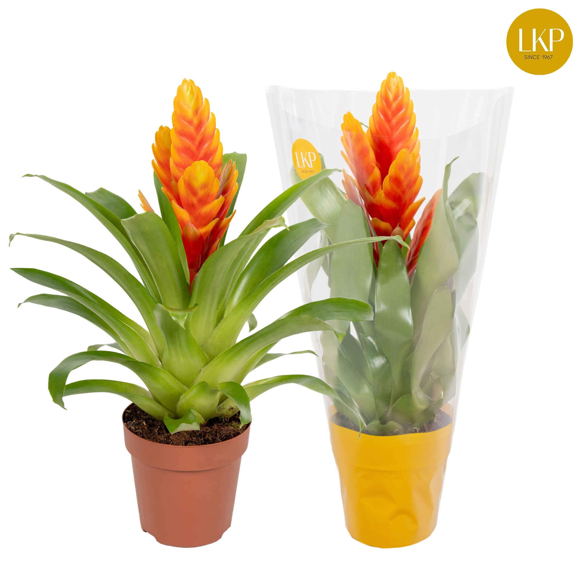 Vriesea Int Apricot Oranje (Met Hoes), D 12