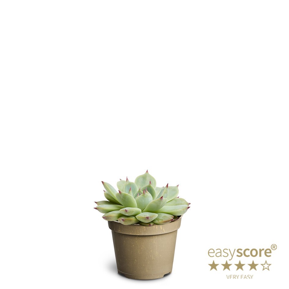ECHEVERIA-HYBRID 'Parva', D 6 cm