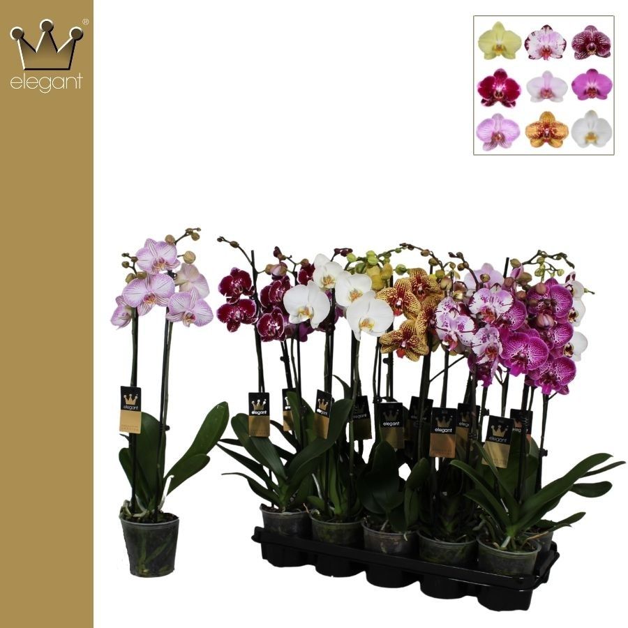 Phalaenopsis 2 tak gemengd 14+ bloem, D 12