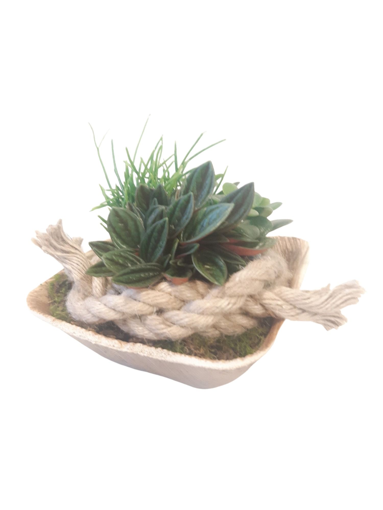 PCQ14MIX PalmCup Squared mini gr.mix 100% Biodegradable, D 14