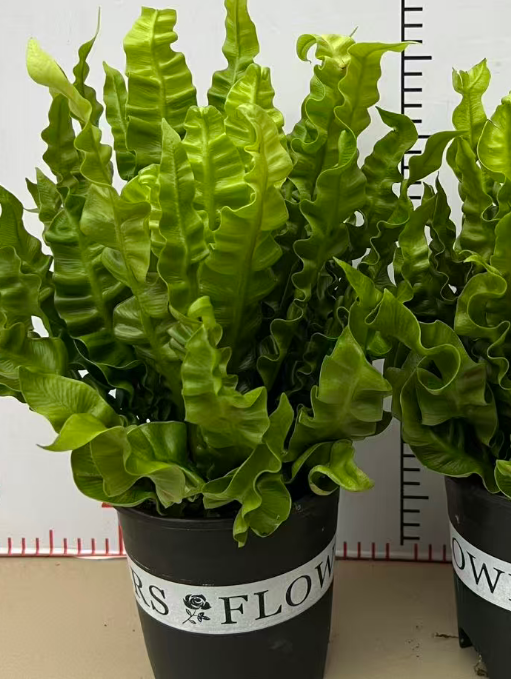 Блечнум ориентале Халф-галлон Фире Папоротник 14 35