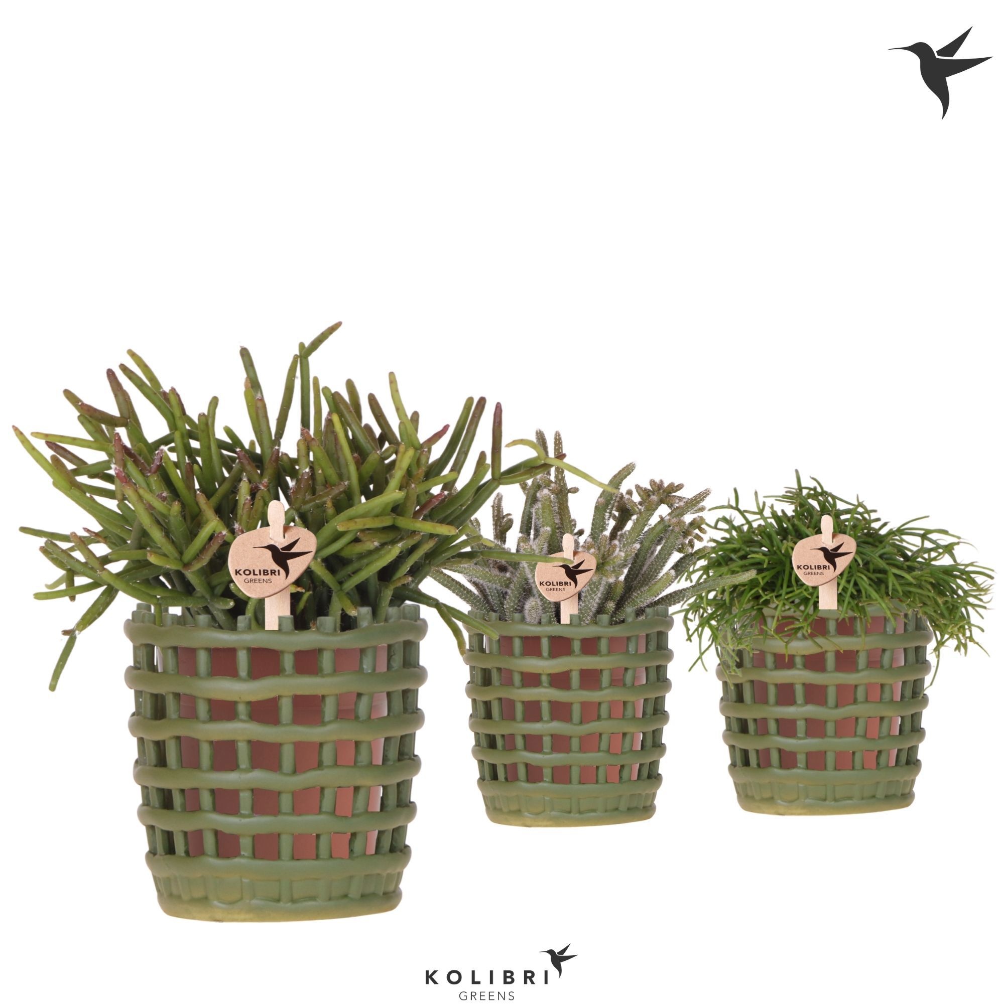 Kolibri Greens Rhipsalis mix in Mesh pot green, D 9
