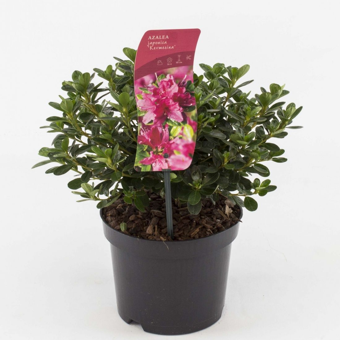 Rhododendron (AJ) 'Kermesina', D 17