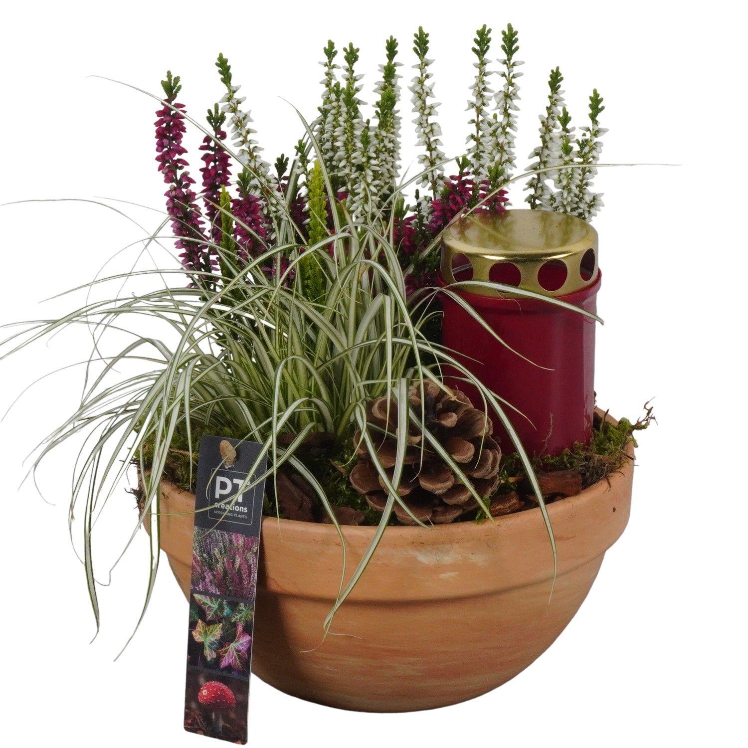 PTAH8631 Arrangement Allerheiligen in terracotta schaal, D 19 cm PTAH8631 Arrangement Allerheiligen in terracotta schaal, D 19 cm