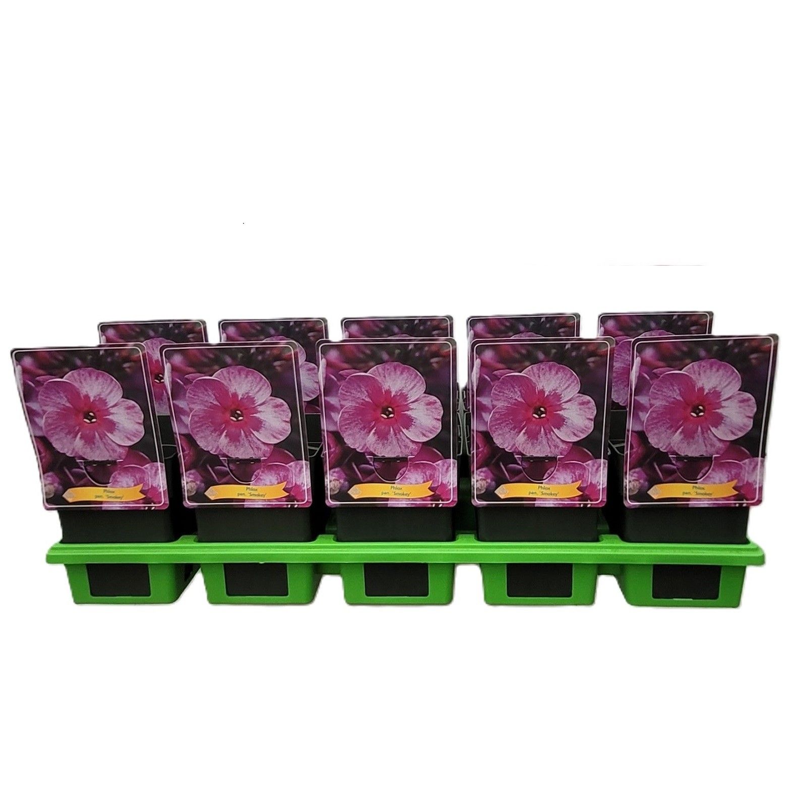 Phlox Paniculata 'Smokey' P11, D 11