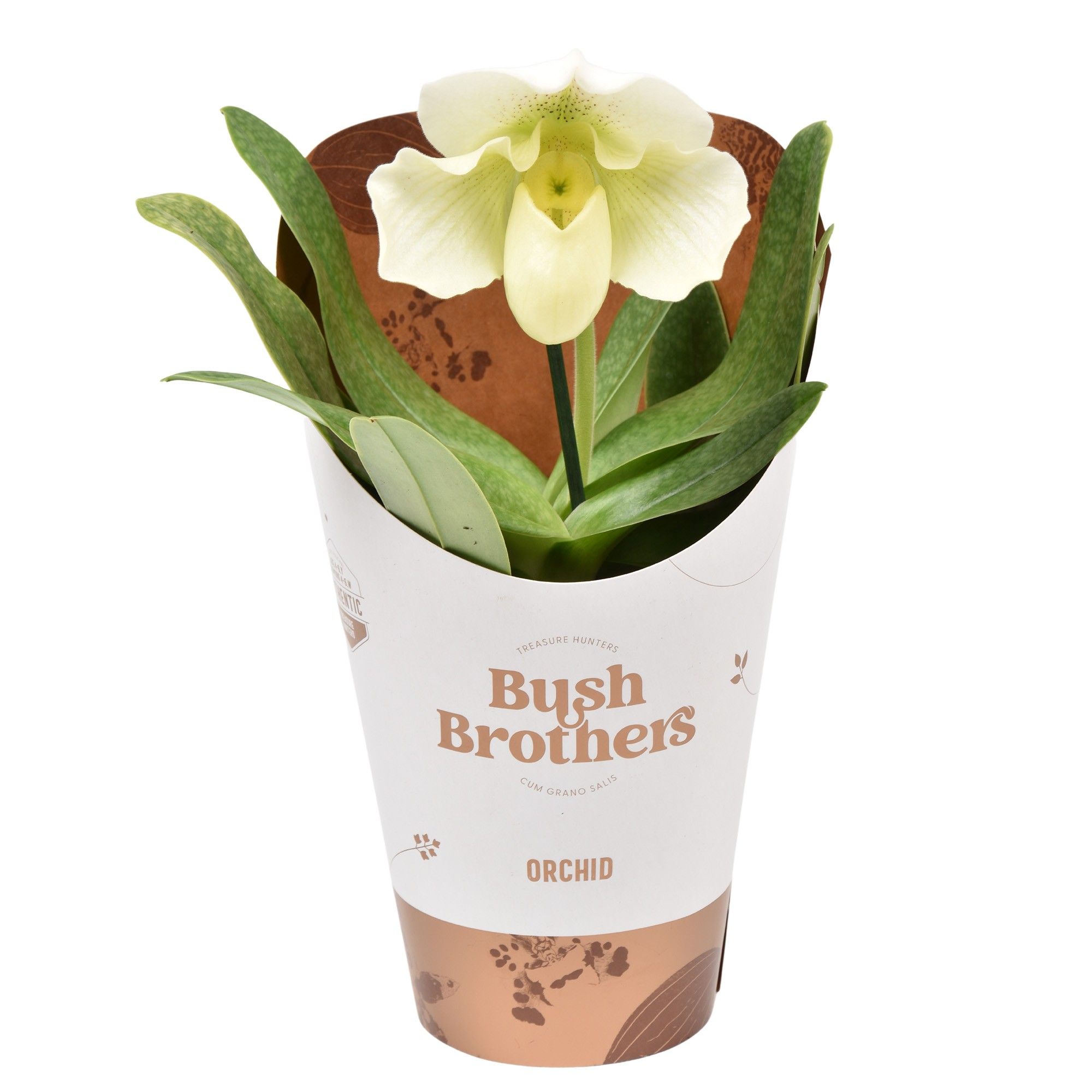 Paphiopedilum XXL wit 12 cm, D 12 cm