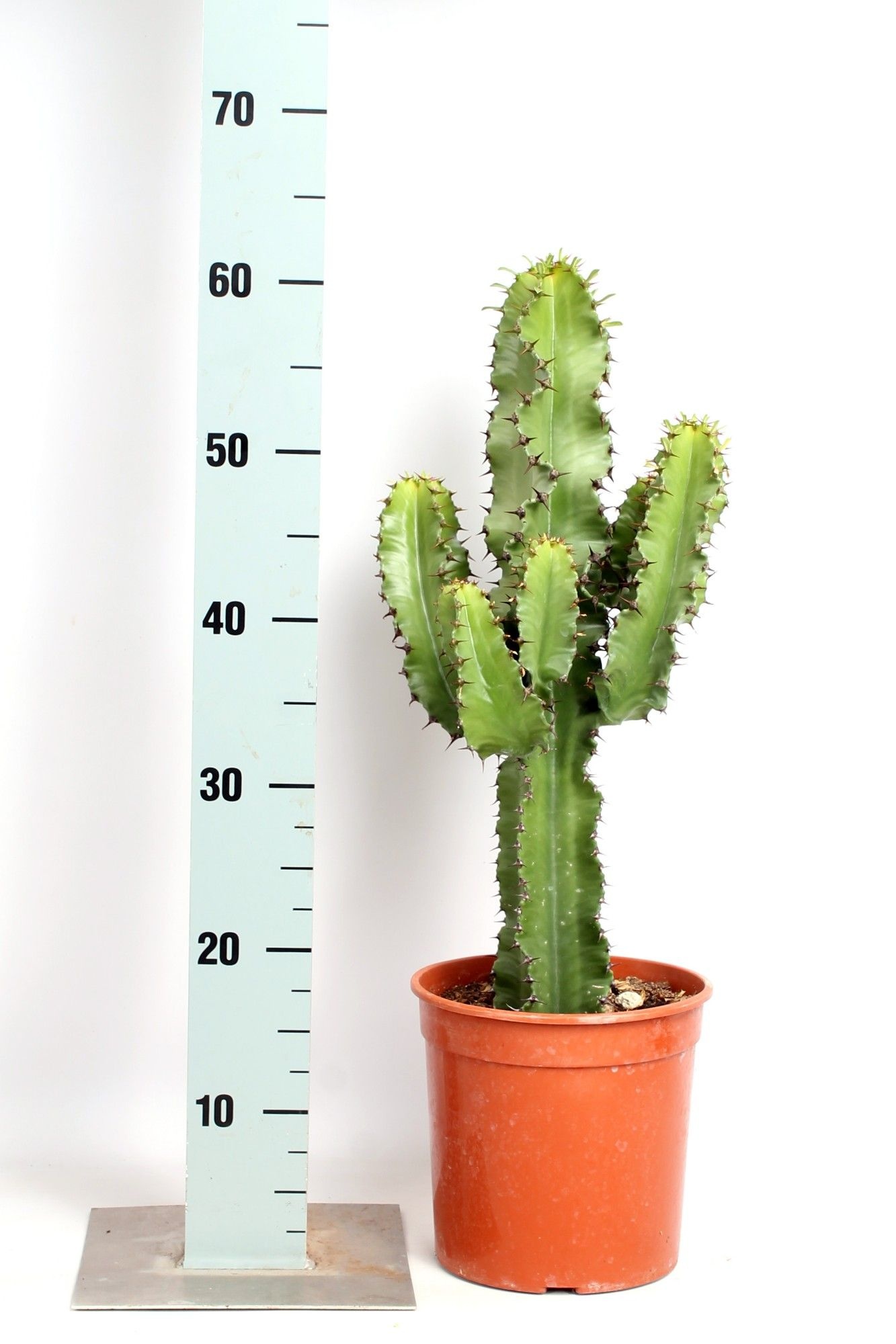 Euphorbia erytrea 19 cm, D 19