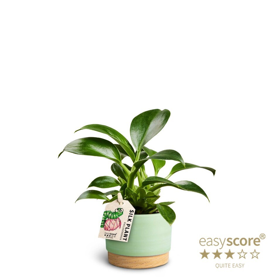 PHILODENDRON ERUBESCENS 'GREEN PRINCESS' 40625088 WB Matcha, D 7 cm PHILODENDRON ERUBESCENS 'GREEN PRINCESS' 40625088 WB Matcha, D 7 cm