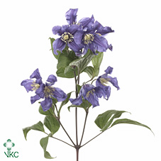 Клематис Блю Пируэт 50 (фиолет.), шт.