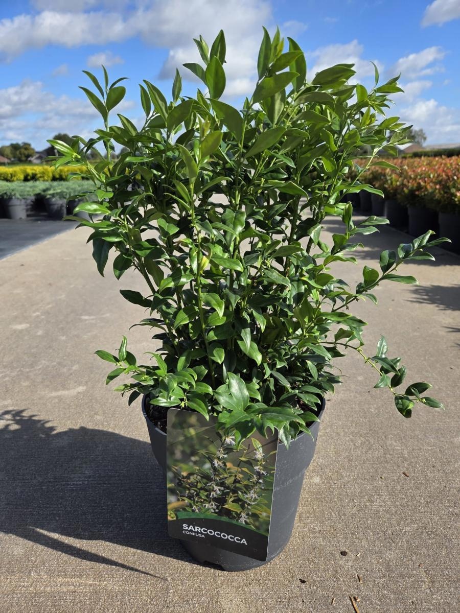 Sarcococca confusa, D 29 cm Sarcococca confusa, D 29 cm