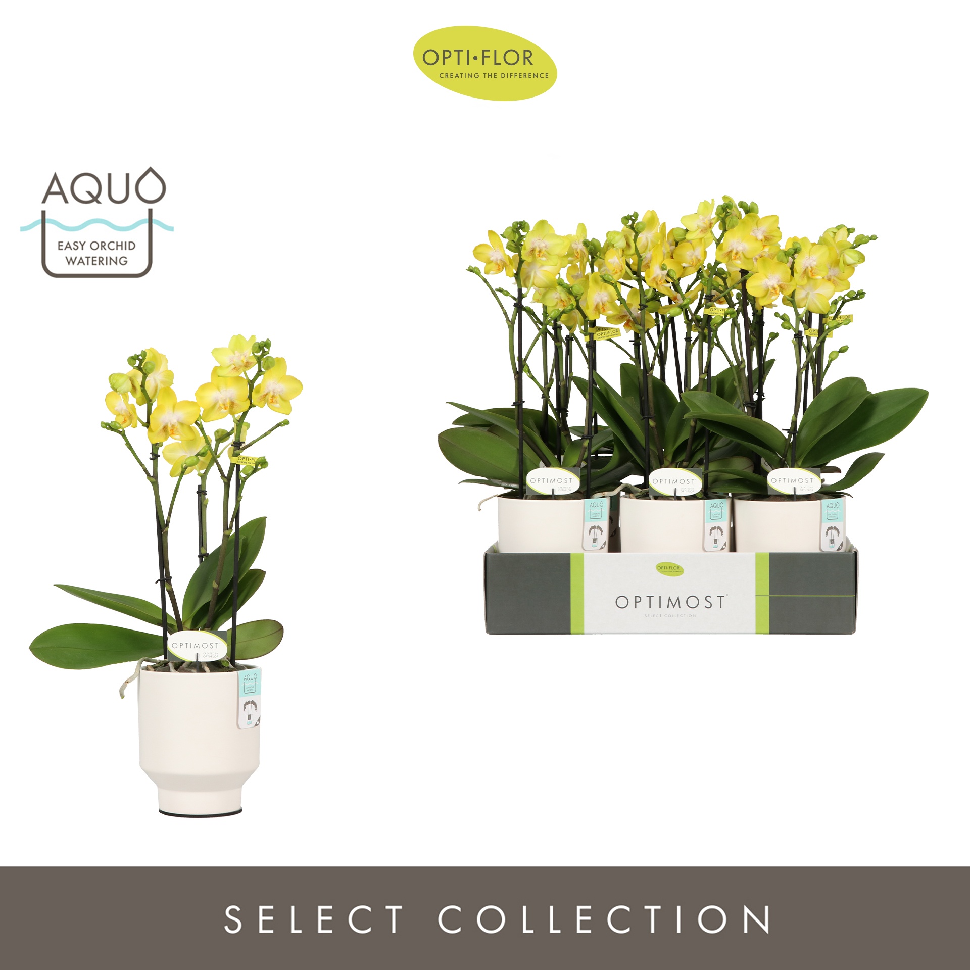 Optimost Arezzo 3 spike in Emilia White Aquo, D 12 cm