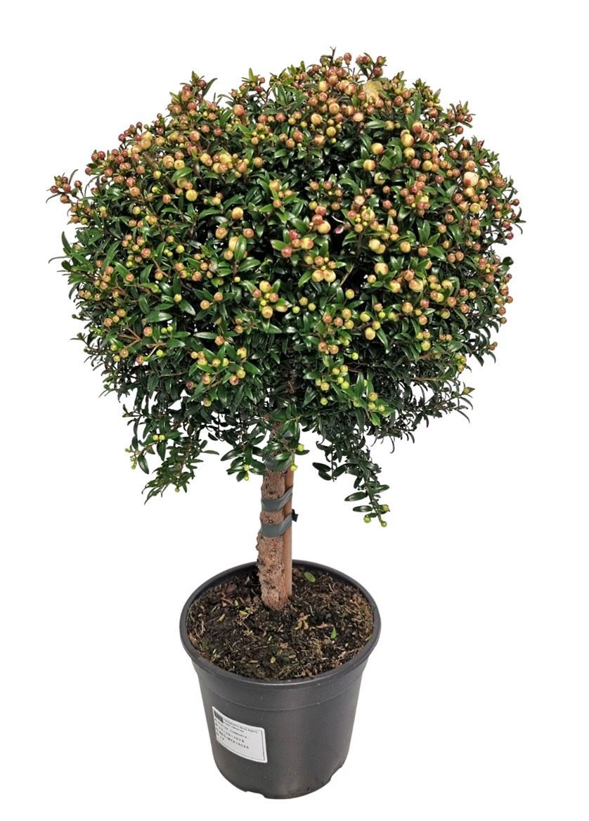 Myrtus Communis Stem - 1079, D 15