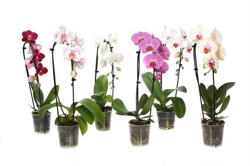 Phal cascade mix 1T07+, D 12