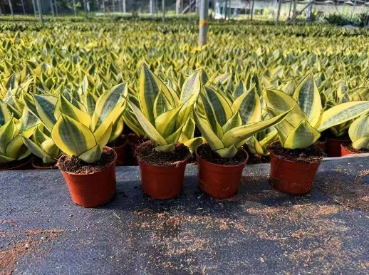 Сансевиерия Супер Хоней 10 17