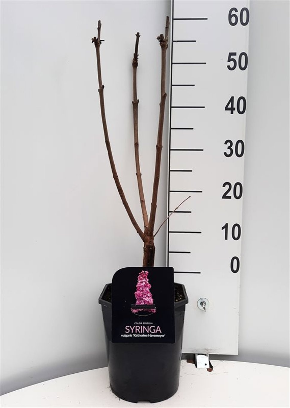 Syringa vulgaris Katherine Havemeyer, D 21