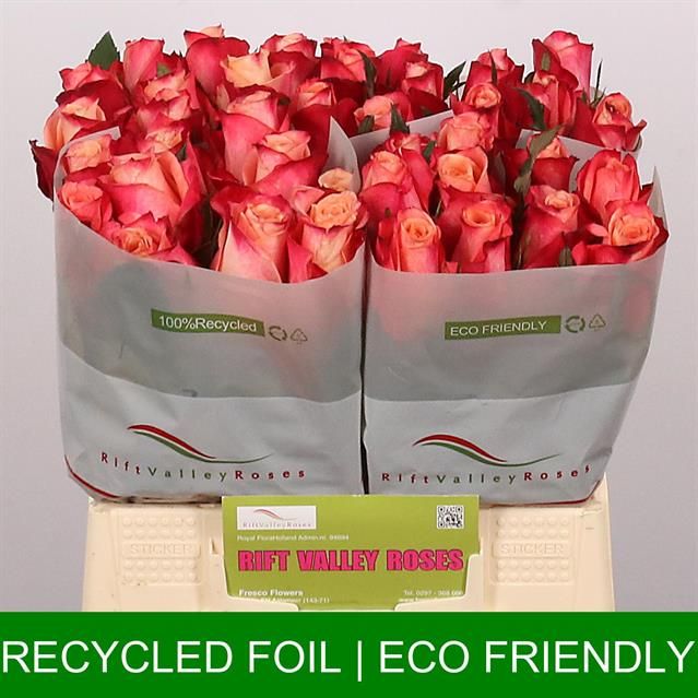 Роза од. Хелен 40, шт.